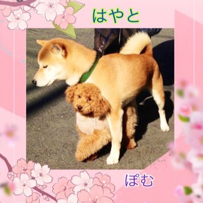 hayato__pom Profile Picture