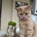 spotcu kedi (@yossmm) Twitter profile photo spotcu kedi (@yossmm) Twitter profile photo