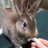 おいもにこいも9mのアイコン