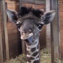 cat.W - @catWebster16 - Twitter