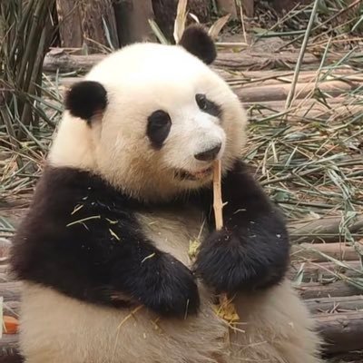 🔥🐼coins  🌟The new star coins of the future, everyone, come and follow me quickly 🌟 Completely decentralized meme coins！🌟 The team does not reserve tokens！