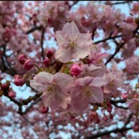 ぽぽ(popo) (@dv6mhkh77u2bigu) 's Twitter Profile Photo