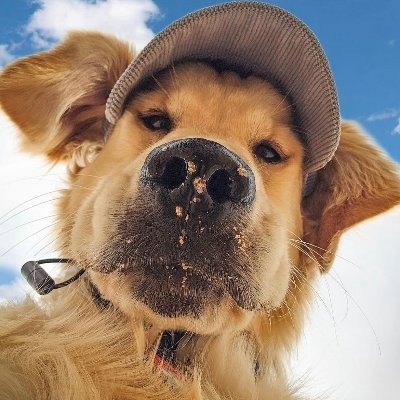 Best frens, best vibes. Helping dogs one paw at a time. 🌎🐾