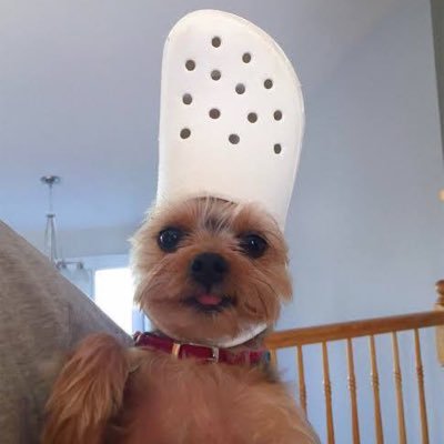 Dog wif a crocs is a meme started by Crocs in 2014 and has taken over social media. CA: 9fkCspSqRWqFGcmV4yB1ek2gmmm8zNsATkZy6DTRSpwA