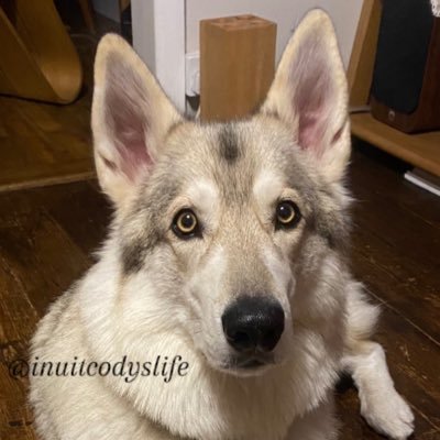 ノーザンイヌイット犬のコディといいます。犬好きな方々と話せたらいいなって思っています。エックスで日本の方と語るのが最高に嬉しいです☺️いいね、リツイート嬉しいです、よろしくお願いします🙇 Unauthorized repost prohibited(無許可転載 禁止)