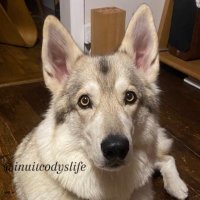 大型犬コディとの日常🇬🇧(@inuitcodyslife) 's Twitter Profile Photo