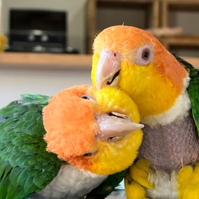 🍀愛鳥の動画🍀シロハラインコ(シロ2005マロ2009)オカメ(ふう2004ペコ2008かしわ2011)セキセイ(しる2012)🌈組(ポコ2008.07-2019.3.12)(つくね2011.05.22-2022.3.26)コメントお返し出来ない時があり申し訳ありません🙇‍♀️