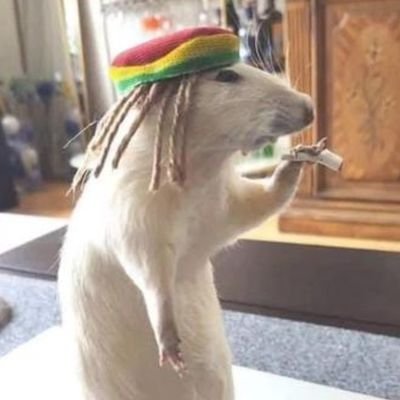 dudzzftn's profile picture. fn competitive player| IGL | 15y |🎮🇧🇷