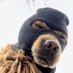 Tigerjoe 1438 (@tigrejoe14) Twitter profile photo Tigerjoe 1438 (@tigrejoe14) Twitter profile photo