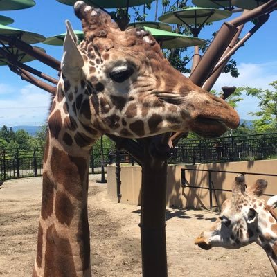 shibarakuhonne's profile picture. 本音を呟きます。喧嘩腰な方のことは無視することあります やばいと判断した人はブロックします悪しからずご了承ください。 党より人。深作ヘススさんは希望。田村まみさん大好き。奥村よしひろさん超応援中 📣