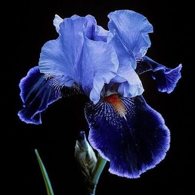 They said blue iris symbolizes hope
I definitely have no hope