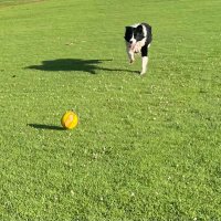 Diego Romero (@romspeed11) 's Twitter Profile