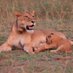 GMR JUNGLE SAFARIS (@gmrjunglesafari) Twitter profile photo GMR JUNGLE SAFARIS (@gmrjunglesafari) Twitter profile photo