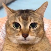 CrunexX (@crunexx) 's Twitter Profile