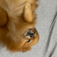 わんこ〜 (@wanko_3344) 's Twitter Profile