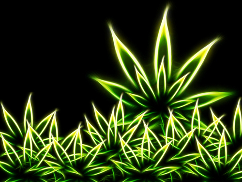 ~caught up in the cannabis culture~ FOLLOW to be entertained/educated.