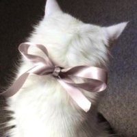 たゆ (@ty__mf_) 's Twitter Profile