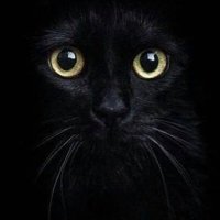 Wim Vermeulen (@wimvermeulen) 's Twitter Profile