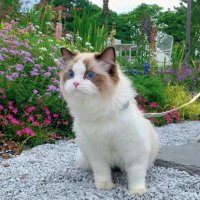 Daisy (@xiuyuah) 's Twitter Profile