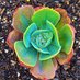 SucculentEnjoyer (@LazySucculent) Twitter profile photo