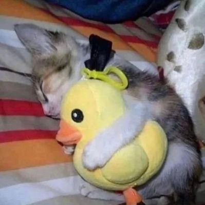 flop3411's profile picture. Plased