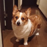 コーギー舞結芽 よーた (@unpv4bkyqhh9rzr) 's Twitter Profile