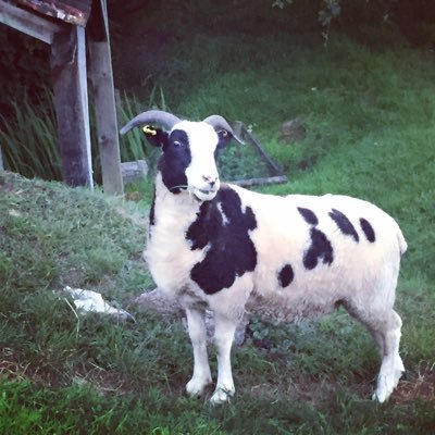 AsleepOnCat's profile picture. Worker in Social Care, underpaid and overworked. Caring in the #NHS