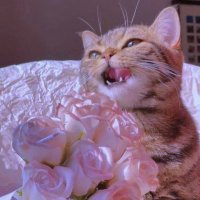 itsam (@all_itsam) 's Twitter Profile