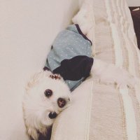 まったり犬きなこ (@o_k_o_with) 's Twitter Profile