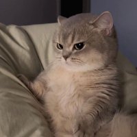 lolxot (@lolxot123) 's Twitter Profile