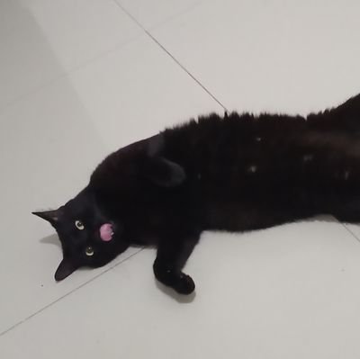 JoeFedz's profile picture. 