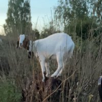 Onkelskrue👑 (@onkelskrue_) 's Twitter Profile