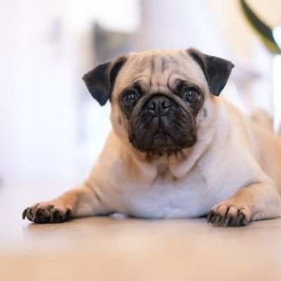 👉 Welcome to @puglover4426
🐕 We share daily #Pug Contents
🐾 Follow us if you really love pugs