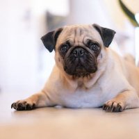 Pug Lover Community(@puglover4426) 's Twitter Profile Photo