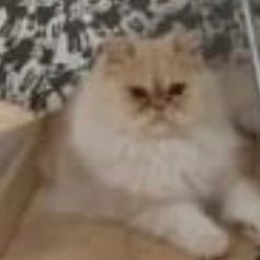 venusianfemme's profile picture. aqua🌞 leo🌙 virgo↗️