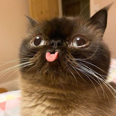 Jujubim26's profile picture. 