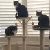 Naughty Tortie Twins (…& Little T!) (@TortieTwins) Twitter profile photo