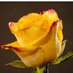 Howaida Al kak (@alhowaida6184) Twitter profile photo Howaida Al kak (@alhowaida6184) Twitter profile photo