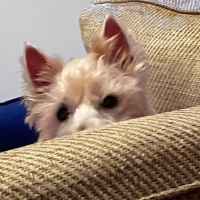 Me hoodad wants to see footy fings but Iz take over to see me furends in doggy Twitty. member of zombie squad. #ZSHQ Fergus Gifts https://t.co/sGl5bGA483