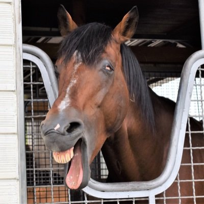 すごくすごい深い沼です！
なんかこう…すごいです！

🐎→☀️、🍾、🦊、🏎、🧆
スピ→2 スタ→1 パワ→5 根性→1
賢さ→0
コンディション
太り気味　怠け癖