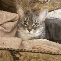 mau (@simaulation) 's Twitter Profile