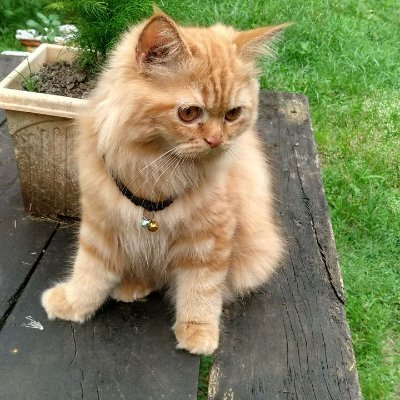 GeetaSamant11's profile picture. 