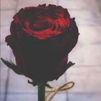 R_H (@rahf64_) 's Twitter Profile Photo