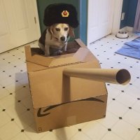 Tank Dog (@tankiedog3) 's Twitter Profile