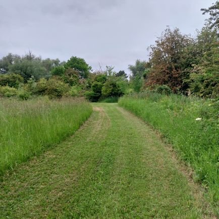 Let in the light, keep out the deer & let nature do her work.. Actively trying to protect our nightingale & turtle dove populations in Suffolk - @ScrubUpBritain