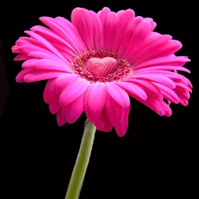 Hollysrush's profile picture. I love music, love my family, love reading, love my doodle...