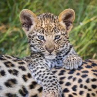 Leopard Bay Crypto (@bayleopard) 's Twitter Profile