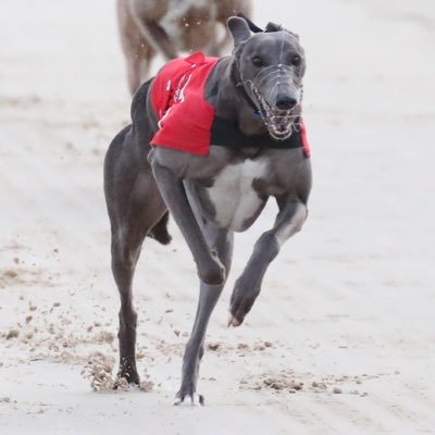 Greyhound Tipper for 7 Years / Greyhound Owner 🐕