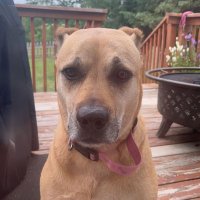 joshnelson_ (@josh_nelson__) 's Twitter Profile