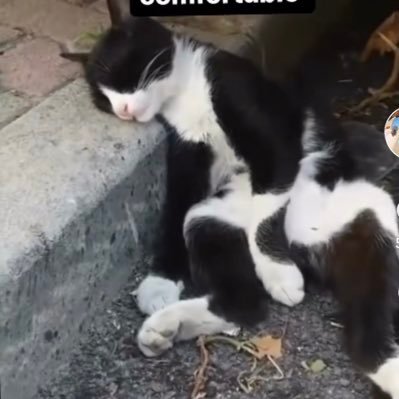 Joe08106378's profile picture. 🌶️